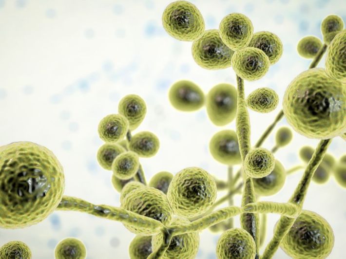 ما هو علاج السعفة؟