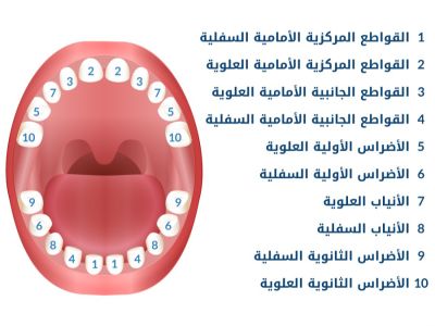 بالصور ترتيب ظهور الأسنان عند الرضع بالصور ترتيب ظهور الأسنان عند الرضع