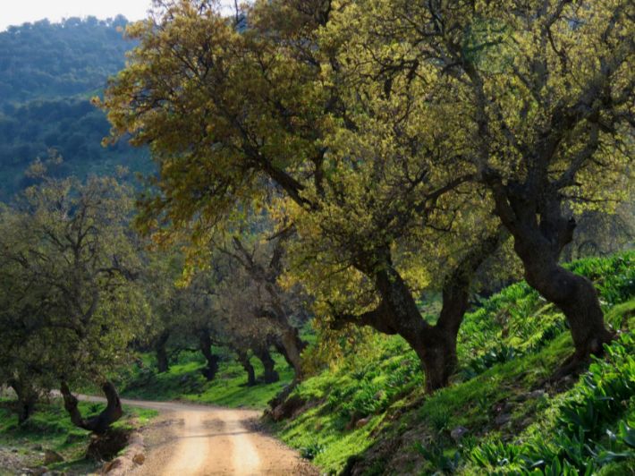 صورة نبات : الملوّل، سنديان بلوّطيّ، بلوّط، سنديان عفصيّ