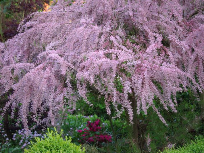 تعرف على طريقة زراعة الأثل