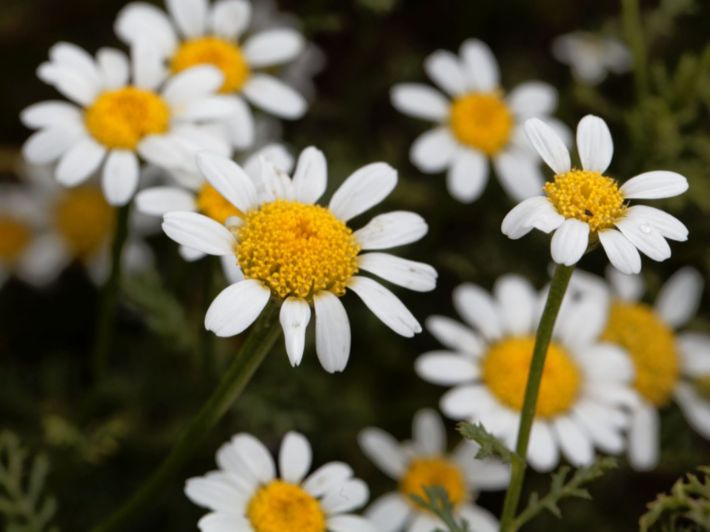 طريقة زراعة بذور البابونج