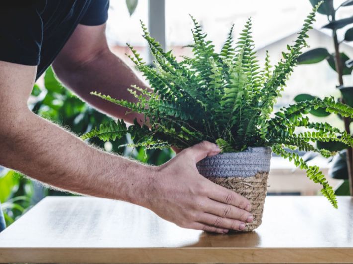 كيف تزرع نبات الخنشار؟