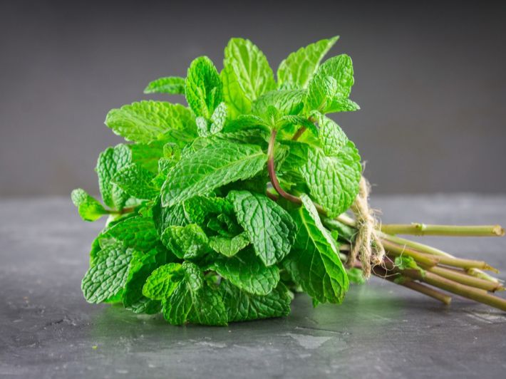 كيف يمكن زراعة النعناع من الساق؟