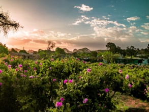 Discover the City of Roses Must-Visit Places in Taif