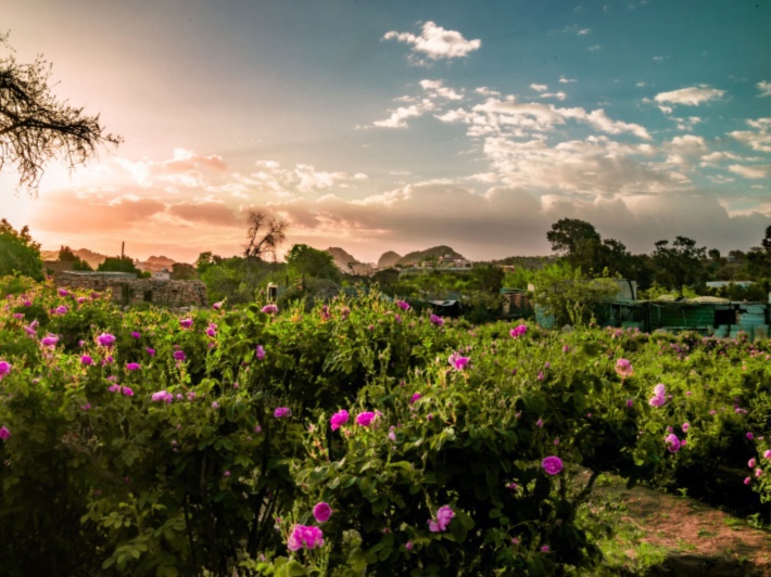 Discover the City of Roses Must-Visit Places in Taif