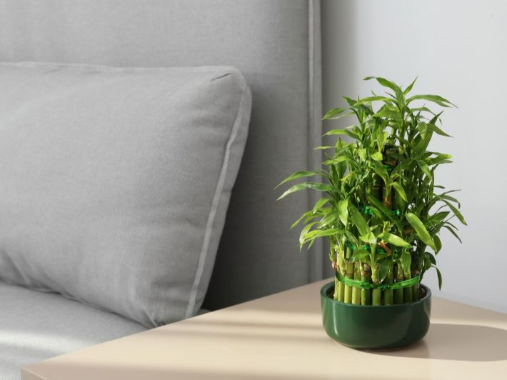 كيف تعتني بنبات البامبو في المنزل؟