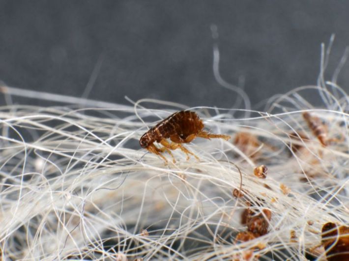 كيفية التخلص من حشرة البرغوث