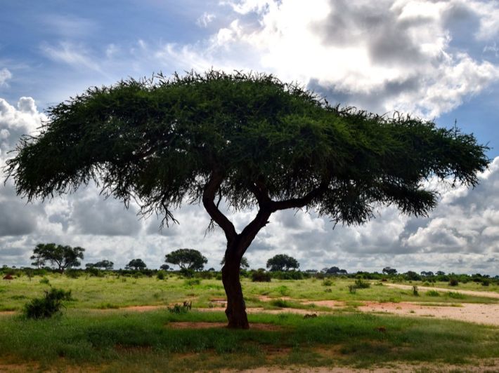 عسل شجرة السمر: كل ما يهمك