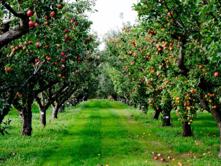 كيفية تقليم أشجار التفاح