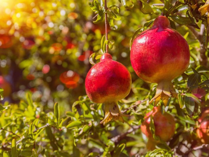 أبرز ما يميز زراعة الرمان في الأردن