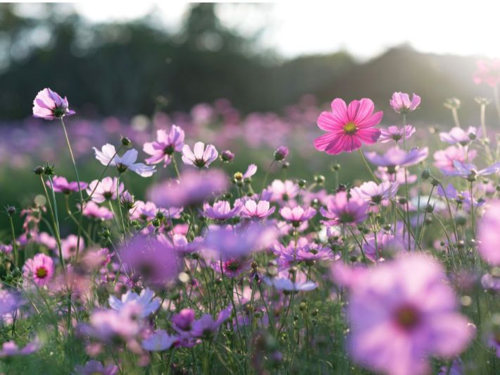 أكثر النباتات الطبيعية انتشارًا في العالم