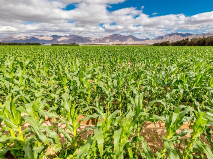 أهمية الزراعة في سوريا