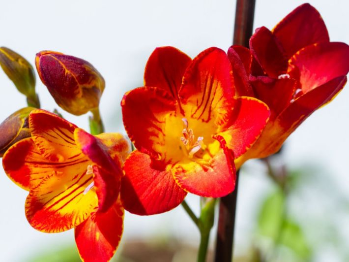 إليك معلومات عن زهرة فريسيا