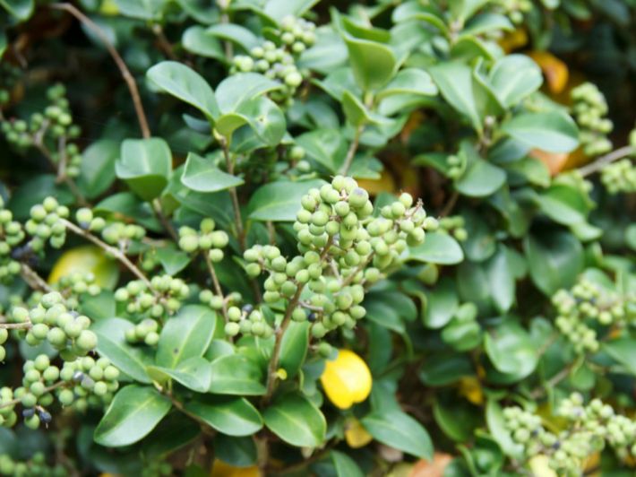 النباتات السامة في مصر