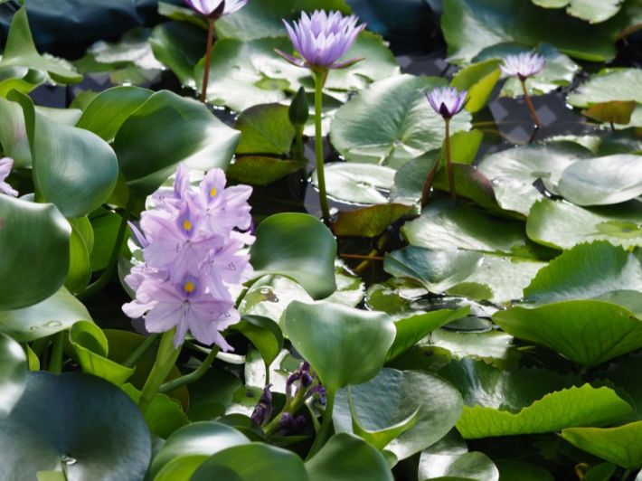 النباتات الطبيعية في مصر