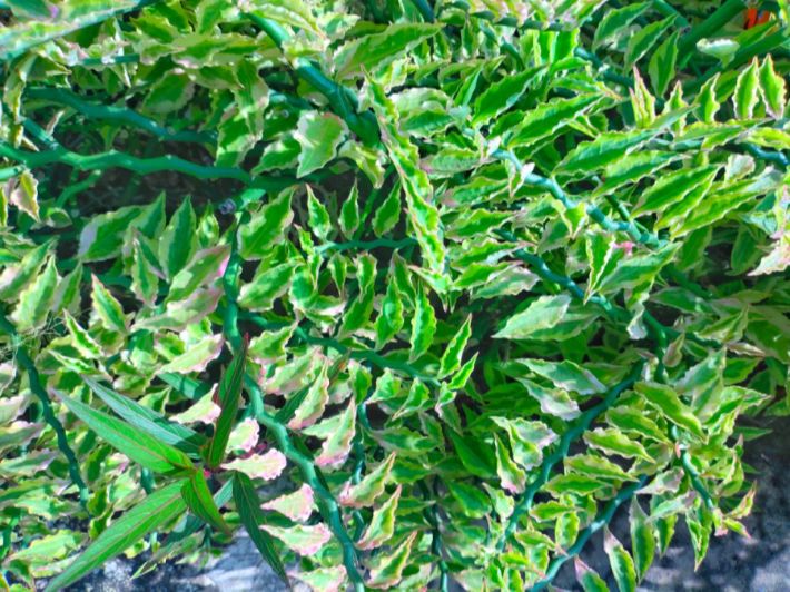 بحث عن النباتات الملحية