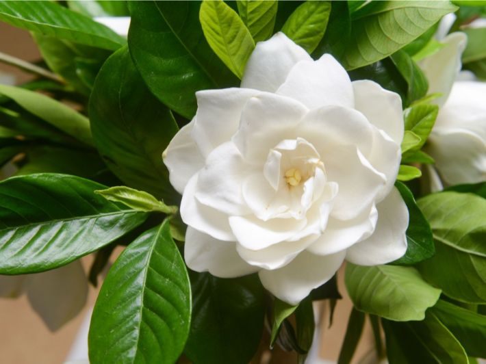 ترغب برؤية زهور الجاردينيا: إليك السر