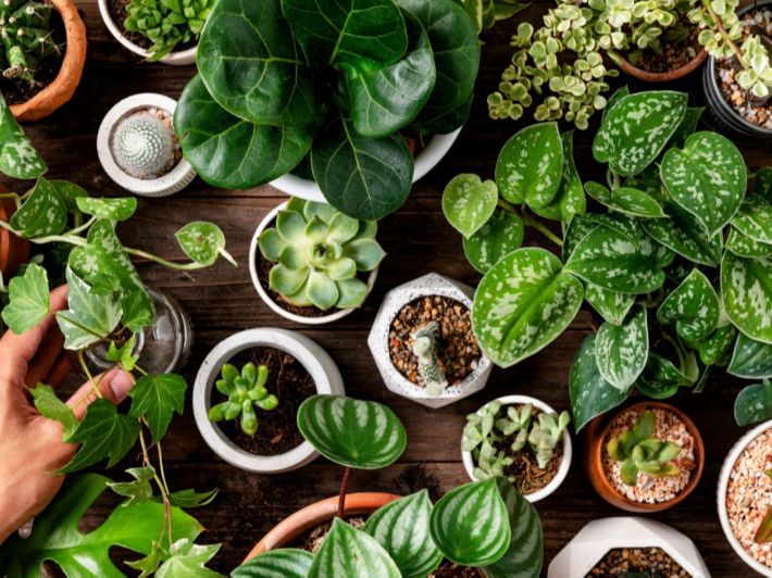 تعرف على الأمراض التي قد تصيب النباتات المنزلية لتوخي الحذر