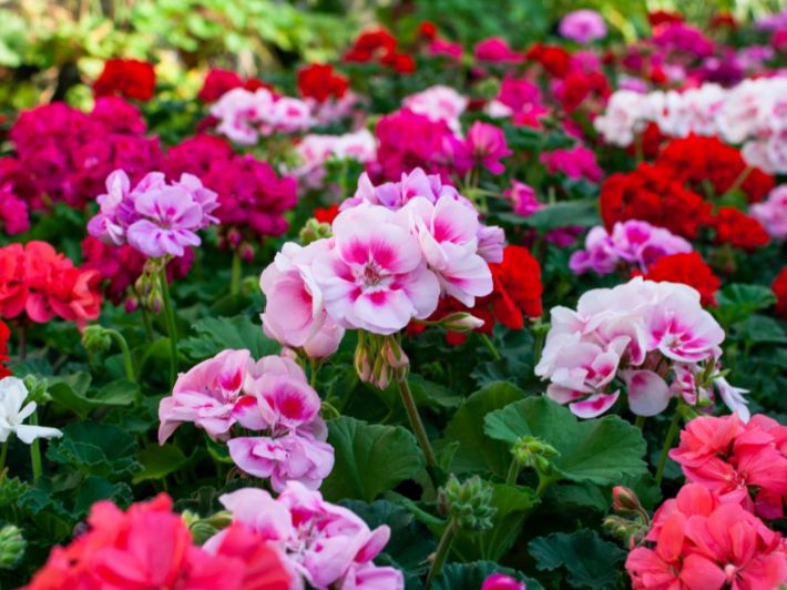 تعرف على طريقة زراعة نبات العتر بالعقل