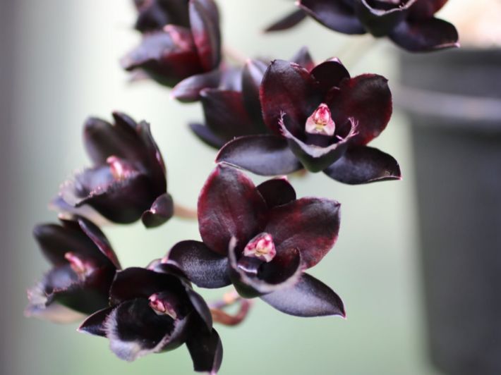 حقائق مدهشة عن زهرة الأوركيد السوداء
