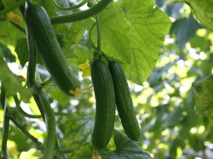 زراعة الخيار في الشتاء: اعرف أكثر!