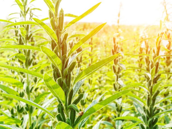 زراعة السمسم المطري في السودان