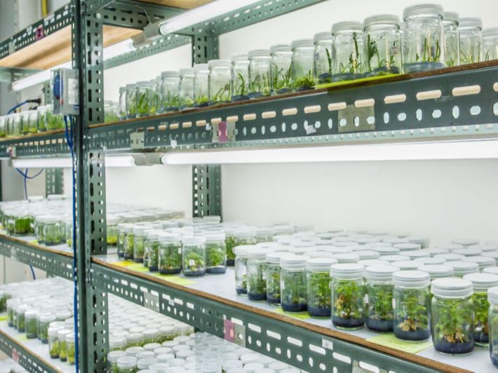 طرق تكثير النبات باستخدام زراعة الأنسجة