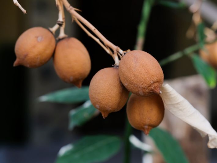 طرق للتخلص من جفاف شجرة الليمون