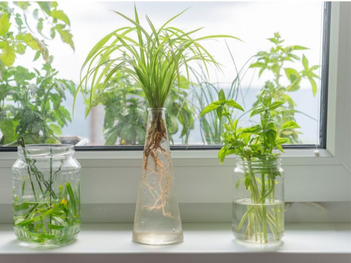 طريقة زراعة الريحان في الماء: تعرف عليها