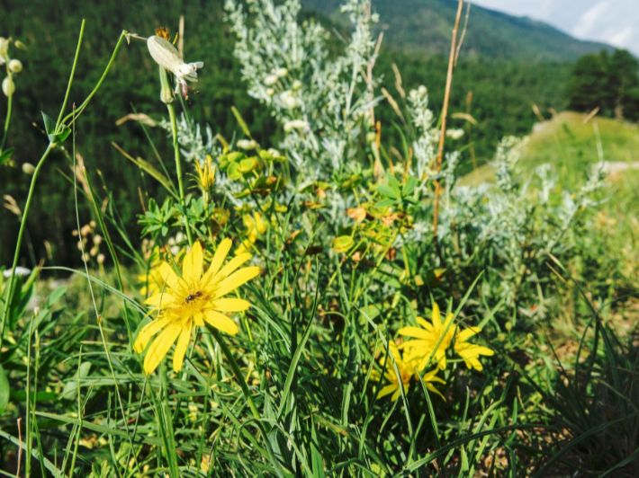 عشبة الماعز الجبلية: الزراعة والتكاثر