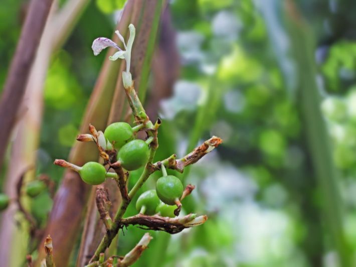 كل ما عليك معرفته عن زراعة الهيل من البذور