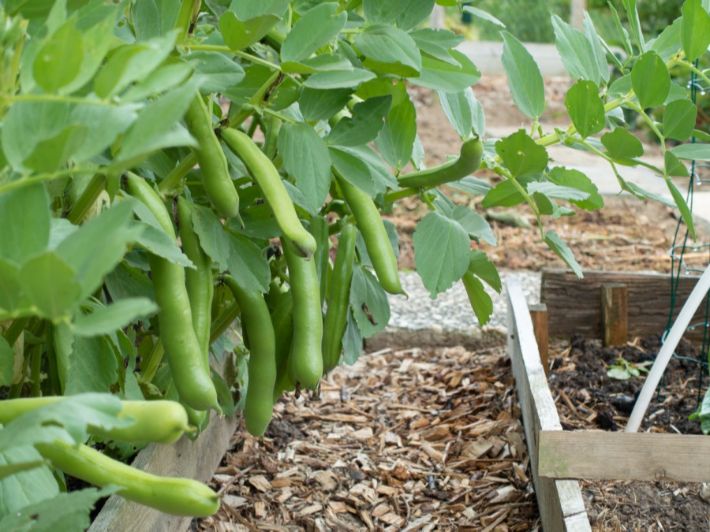 ما تحتاج معرفته عن زراعة الفول البلدي