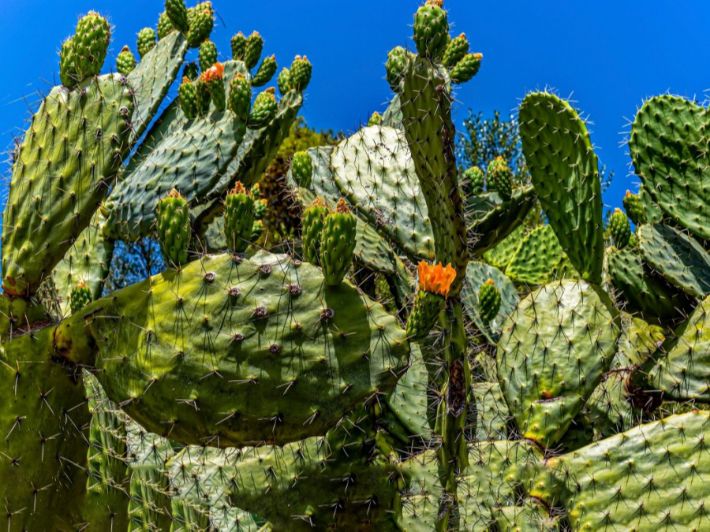 معلومات عن النباتات الصحراوية للأطفال