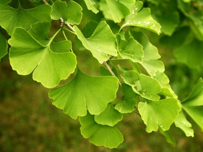 معلومات عن نبات الجنكية