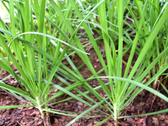 هل ترغب بزراعة الثوم الصيني في المنزل؟ إليك الطريقة