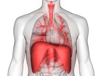أمراض الحجاب الحاجز وأعراضها