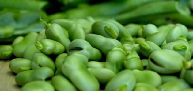 أطباق الفول الاخضر