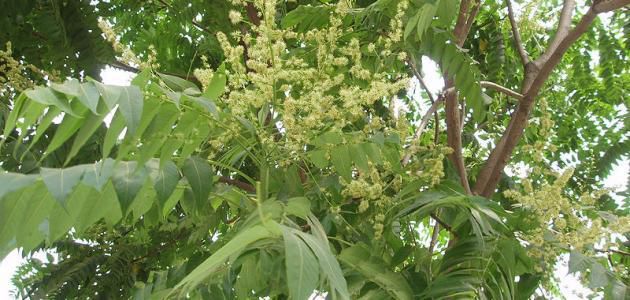 شوربة لسان العصفور المصرية