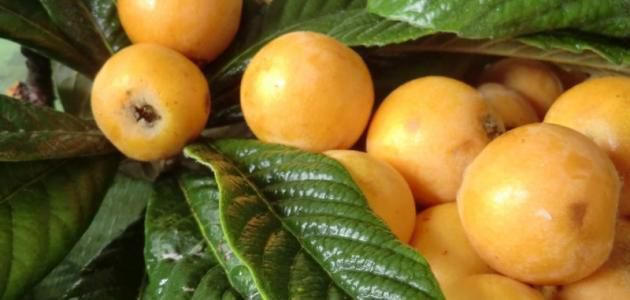 وصفات أمريكية صوص البرقوق
