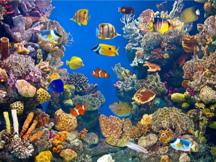 أنشطة لا تفوتها في متحف الأحياء المائية في العقبة