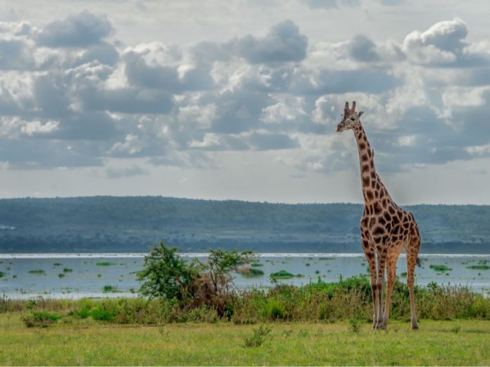 إليكم أبرز المعلومات عن بحيرة ألبرت (إفريقيا)