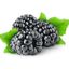 6 حبات من توت العليق الأسود الطازج (بالإنجليزيّة: Blackberries)