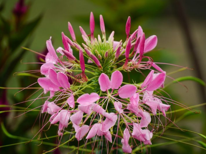 اكتشف أهم المعلومات عن الزهرة العنكبوتية