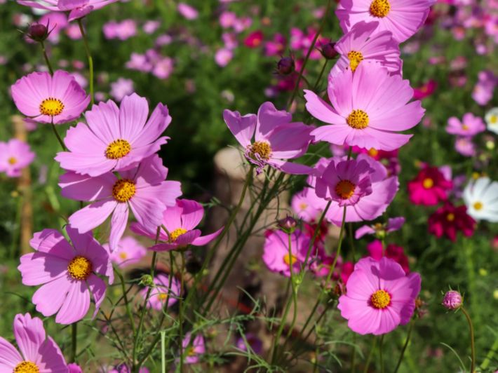 زهرة قسموس: كل ما يهمك