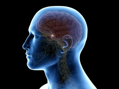 أين تقع الغدة النخامية؟