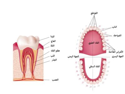 عدد الأسنان في جسم الإنسان وأجزاؤها
