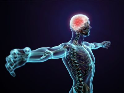 عدد الأعصاب في جسم الإنسان