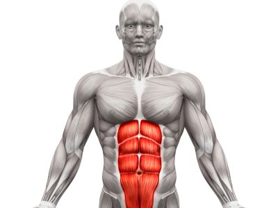 عضلات البطن
