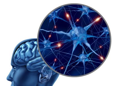 لماذا خلايا الدماغ لا تنقسم؟