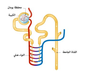 ما هو النفرون وما مبدأ عمله؟